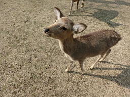 奈良公園の鹿1