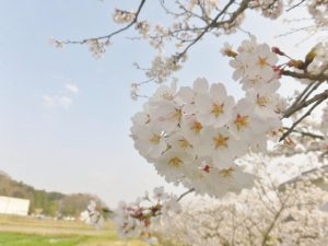 伊賀の桜